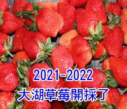 2021-2022大湖草莓網